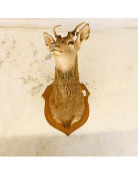Naturalized Deer Head