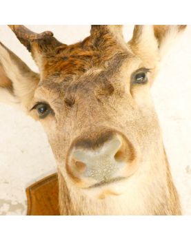 Naturalized Deer Head