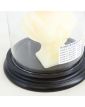 Marie Antoinette Candle Cire Trudon