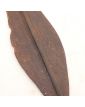 Congo Spearhead