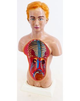 Torse Anatomie du Corps Humain