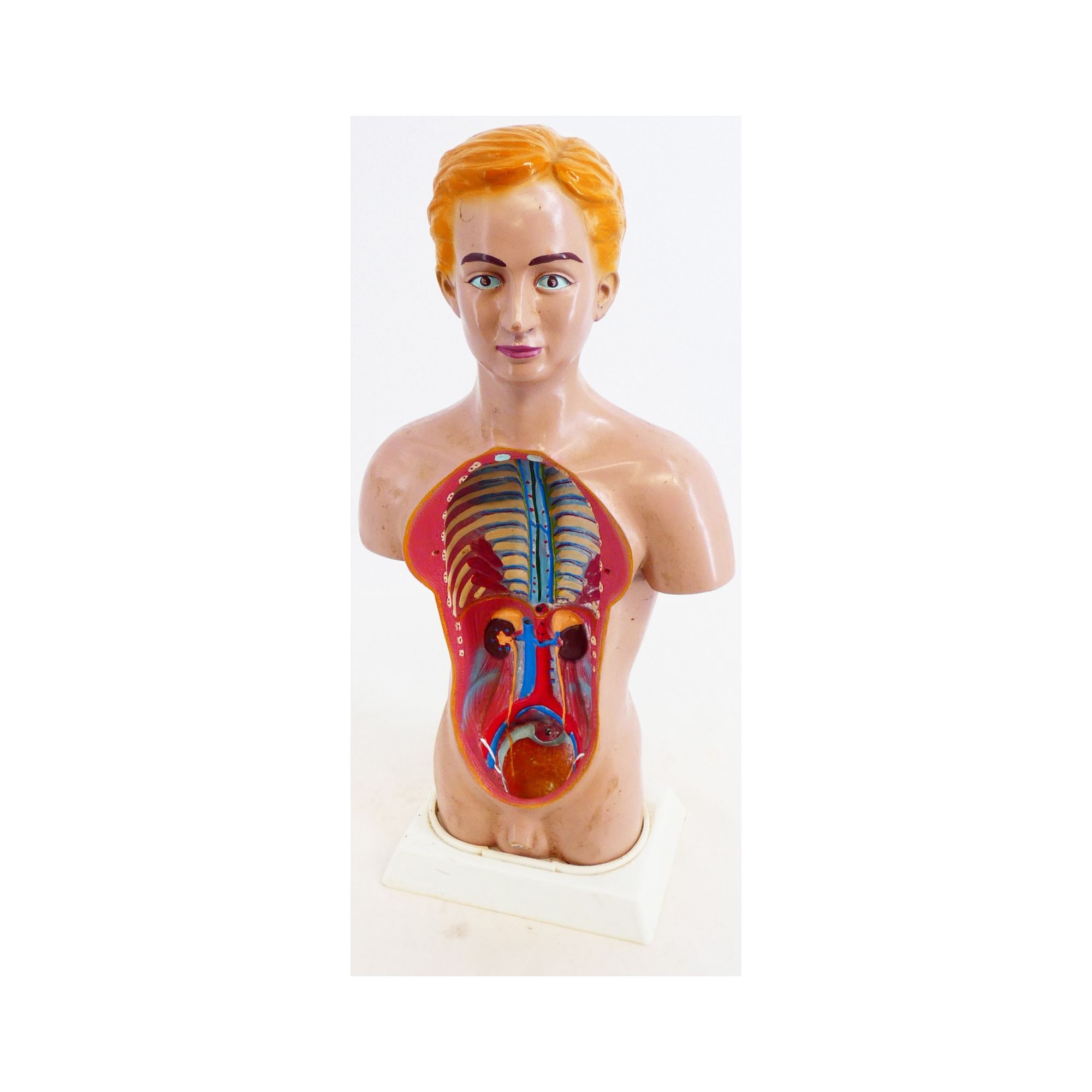 Torso Anatomy of the Human Body Torso Anatomy of the Human Body