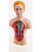 Torse Anatomie du Corps Humain