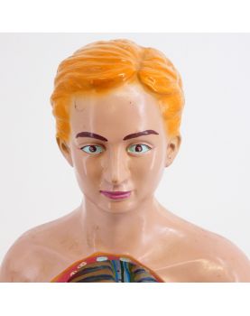 Torso Anatomy of the Human Body