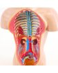 Torse Anatomie du Corps Humain