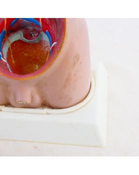 Torse Anatomie du Corps Humain