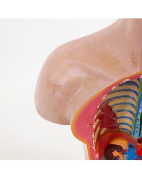 Torse Anatomie du Corps Humain