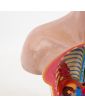 Torse Anatomie du Corps Humain