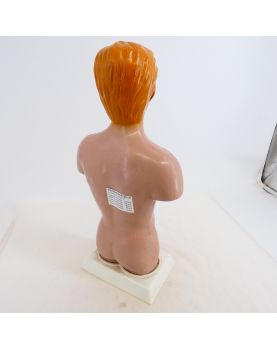 Torse Anatomie du Corps Humain