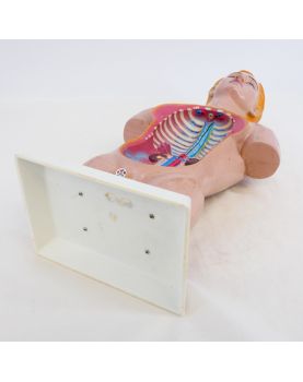 Torse Anatomie du Corps Humain