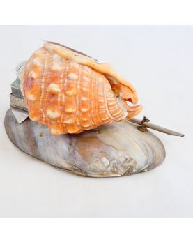 Encrier de Bazar Coquillage