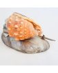 Encrier de Bazar Coquillage