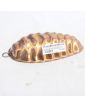 Small Pine Cone Chocolate Mold in Copper Wagner West Germany