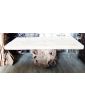Trunk Coffee Table