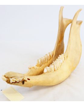 Mâchoire Inferieure de Bovin Laboratoire PIERRON