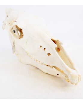 Crâne de Cheval